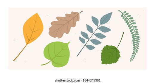 Conjunto vectorial de hojas estilizadas de varios árboles y plantas - roble, tilo, abedul, pecan. Ilustración para diseño plano.