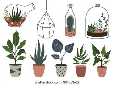 Vector set with succulents flowers, cactus, ficus, glass terrariums and other home plants. Vector illustration