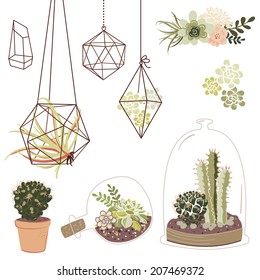 Vector set with succulents, flowers and glass terrariums 