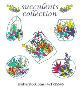 Vector set with succulents, flowers and glass terrariums