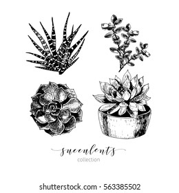 Vector set of succulents. Hand drawn botanical art isolated on white background. Floral illustration. Decorated with lettering. Desert plants cactus collection. Use for your design