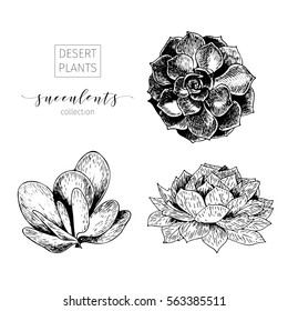 Vector set of succulents. Hand drawn botanical art isolated on white background. Floral illustration. Decorated with lettering. Desert plants cactus collection. Use for your design