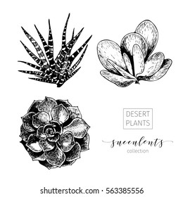 Vector set of succulents. Hand drawn botanical art isolated on white background. Floral illustration. Decorated with lettering. Desert plants cactus collection. Use for your design