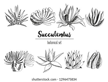 Vector set of succulents. Hand-drawn with ink and pen.