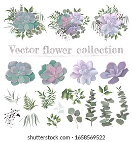 Vector set of succulents and plants. Compositions of plants. Plants isolated on a white background. Succulents, eucalyptus, berries, leaves, plants. Elements for floral design.