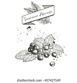 Vector set of summer harvest. Decorated with banner, fern leaves and blots. Fresh detox fruit collection. Blueberry or cranberry or blackberry and mint leaves. 