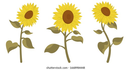 Conjunto vectorial de girasoles. Hermosas flores de estilo caricaturista aisladas de fondo blanco.