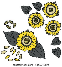 Vector set of sunflowers with leaves and seeds in bright pallette. Simple doodle sunflower illustration hand drawn. 