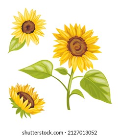 Vector set of sunflowers on a white background