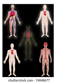 Vector set   system of the person