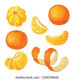 Vector set with tangerines isolated on white background.