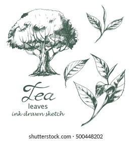 Vector set of tea leaves and tea tree. Ink drawn herbal illustration in sketch style for print, card, wrapping, textile and other botanical vintage design.