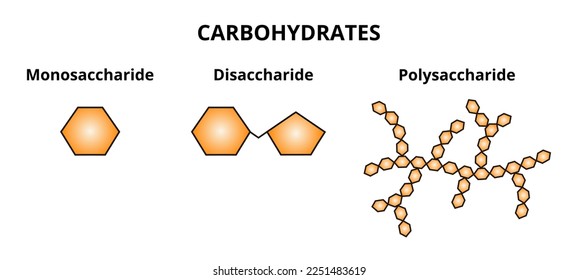 Vector set of three categories of carbohydrates – monosaccharide, disaccharide and polysaccharide. The simplest sugars, two monosaccharides linked together, polymers containing more monosaccharides. svg