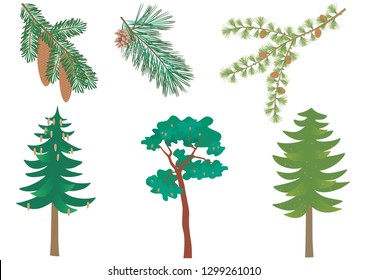 Vector set of three common European forest conifers with detail of needles and cones. Picea abies, pinus sylvestris, larix decidua.