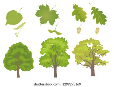 Vector set of three common European forest trees with detail of leaf and fruit. Tilia cordata, acer platanoides, quercus robus, quercus petraea.