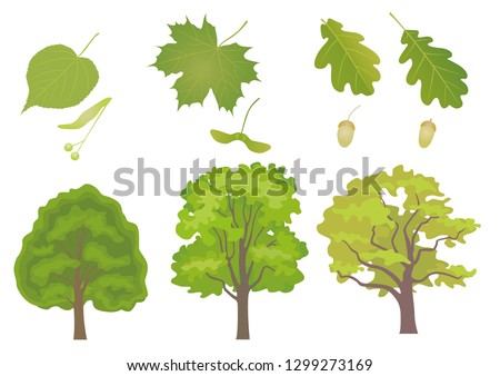 Vector set of three common European forest trees with detail of leaf and fruit. Tilia cordata, acer platanoides, quercus robus, quercus petraea.