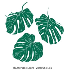 Vector set of three elements of monstera leaves. Set of green exotic leaves on transparent background. Vector elements for use in creative projects
