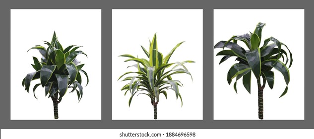 Vector set of three green dracaena isolated on white background. Bright sunny summer detailed and accurate palm tree design in triangular low poly style. Floral design element.