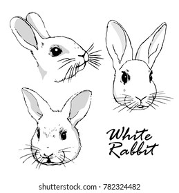 vector set of three images of a white rabbits
