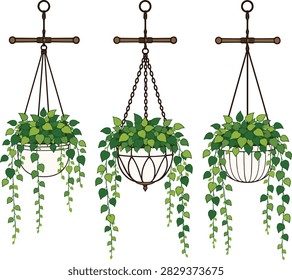 Vector set of three indoor hanging plants in diverse pots with lush green leaves and trailing vines for home staging and garden decoration.