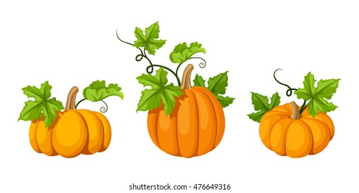 Vector set of three orange pumpkins and green leaves isolated on a white background.