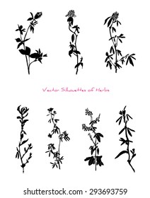 Vector set of three silhouettes of clover and four silhouettes of different herbs, isolated on white