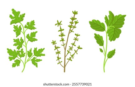 Vector set of thyme, basil and parsley on white background. Ecological product. Pictures for packaging and culinary products design. Fresh Herbs image. Fresh spices illustration.