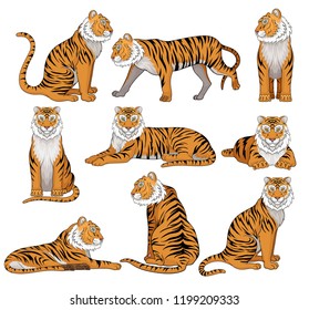 Vector set of tiger in different poses. Large wild cat with orange fur and black stripes. Powerful predatory animal. Wildlife theme