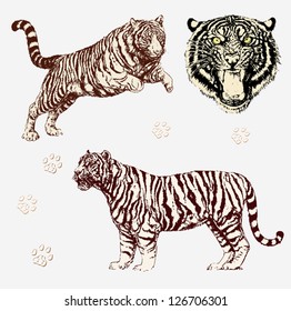 Vector Set: Tiger shapes and head