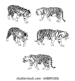 vector set of tigers, hand drawn animals isolated at white background