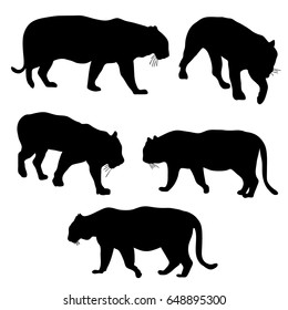 vector set of tigers silhouettes, hand drawn animals isolated at white background