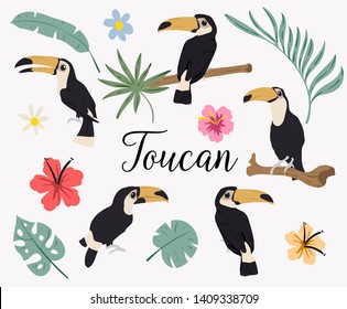 Vector set of toucan birds on tropical branches with leaves and flowers. Vector set of tropical leaves. Palm, monstera, banana leaf, hibiscus, plumeria flowers. South America flora and fauna.
