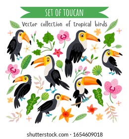 Vector set of toucans isolated on white. Flat illustration of amazon animals. Collection of rainforest birds cartoon characters