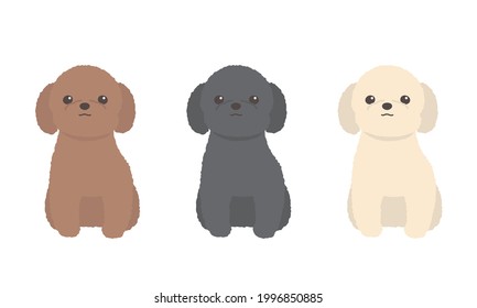 Vector set of toy poodle. Looking at Camera. Facing Front. Sitting.