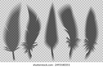 Conjunto de Vector de sombras transparentes de plumas de pájaros aisladas del fondo. Efecto de superposición de sombras de plumas esponjosas Clipart para tarjetas, presentación y su diseño.