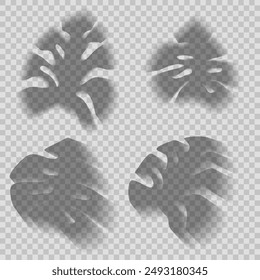 Vector set of transparent shadows of tropical monstera leaves isolated from background. Clipart plant leaves shadow overlay effect for cards and your design.