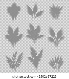 Vector set of transparent shadows of tropical bushes of leaves on transparent background. Blurred clipart plant foliage and grass shadow overlay effect for cards and your design.