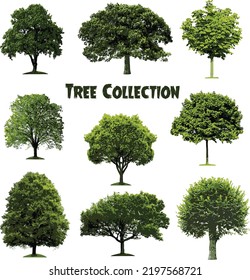 Vector set of tree collection