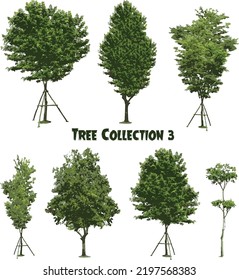 Vector set of tree collection 3