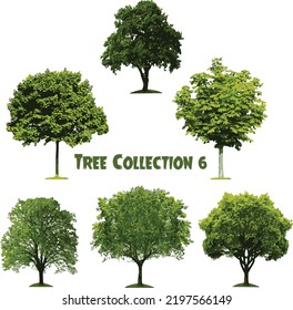 Vector set of tree collection 6