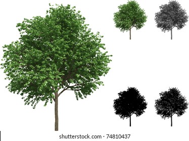 Vector set of Trees