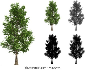 Vector set of Trees