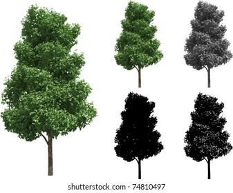 Vector set of Trees