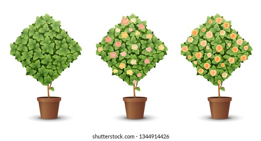 vector set. trees with blooming roses isolated on white background