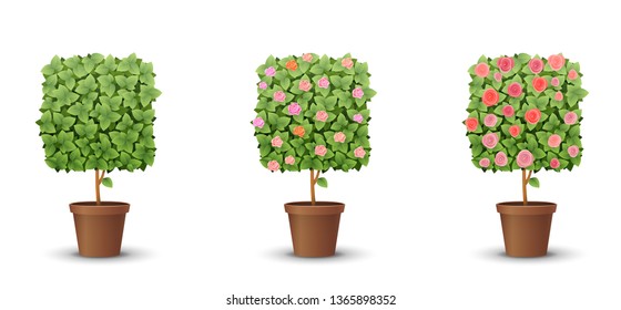 vector set. trees with blooming roses isolated on white background