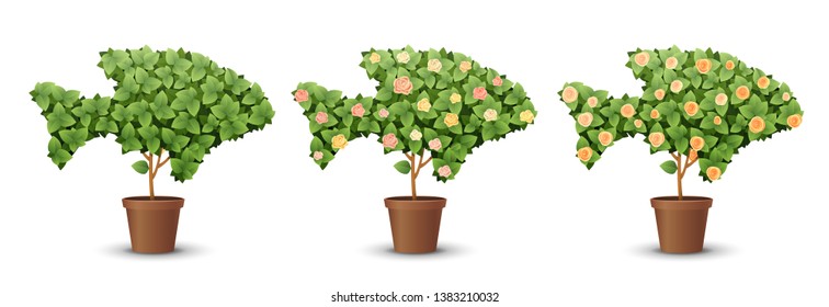 vector set. trees with blooming roses isolated on white background