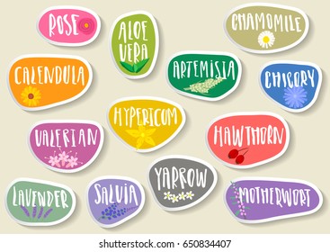 Vector set of trendy paper stickers for medicinal herbs. Various natural organic herbal additives for drinks, soap, shampoo, pharmacy products with handwritten annotation and sketches of plants.  