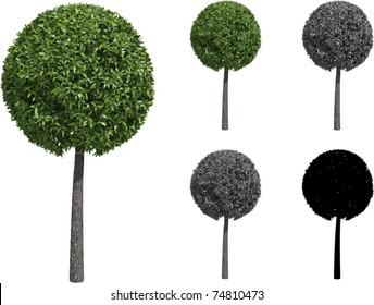 Vector set of trimmed Willow trees