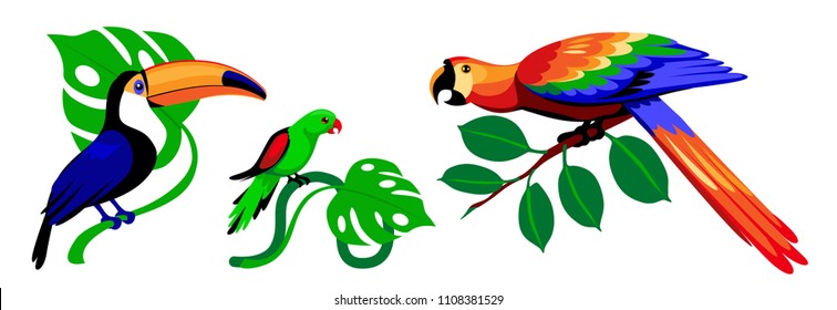 vector set of tropical birds. Toucan, wavy parrot, macaw parrot