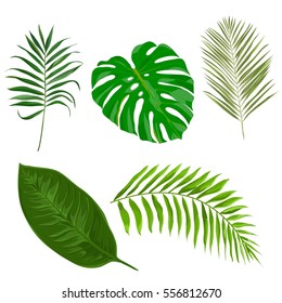 Vector set with tropical exotic leaves